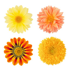 Set of flowers with dahlias, gazania and sunflower. As design elements.