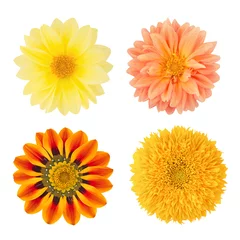 Fototapete Dahlie Blumenset mit Dahlien, Gazania und Sonnenblume. Als Gestaltungselemente.