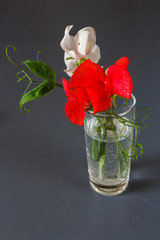 Flowers of sweet peas in a glass vase on a gray stylish background