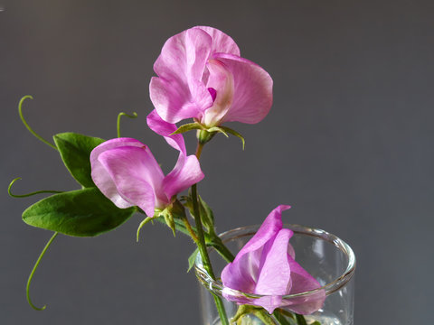 Fototapeta Flowers of sweet peas in a glass vase on a gray stylish background