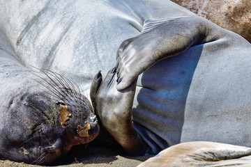Northern Elephant Seal