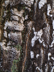 Obraz premium White birch bark - close up photo with background texture