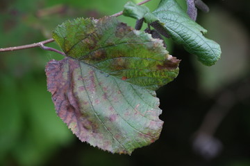 leaves