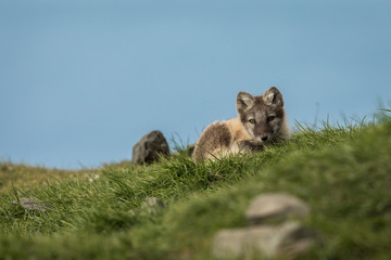 Obraz premium Curious arctic fox cub looking into camera Svalbard