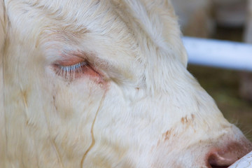 Tear on the cow's muzzle. Close up