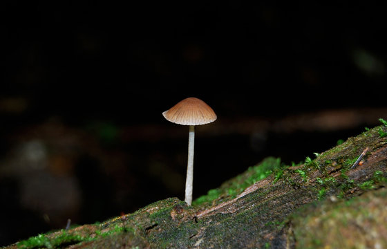 The small poisonous fungus Galerina Swamp (Galerina paludosa), growing on an old tree, overgrown with moss