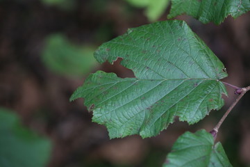 leaves