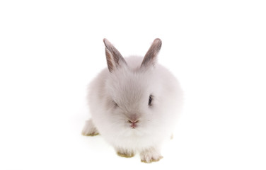 Obraz premium white rabbit on white isolated background