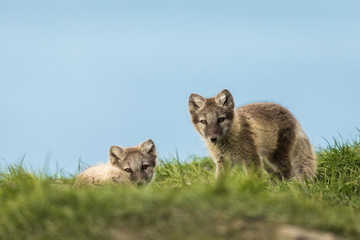 Arctic fox cubs resting in the green grass Svalbard