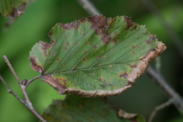 leaves