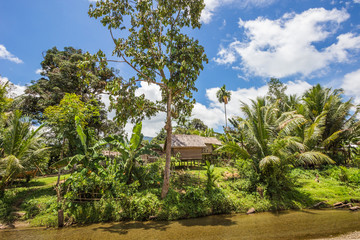Wooden houses on stilts with palm on riverbank in indonesia