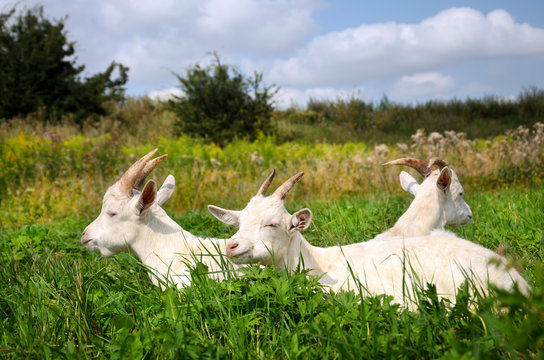 White goats grazing on the meadow.