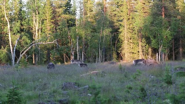 Reindeer herd on hike, Lapland, Finland, summer