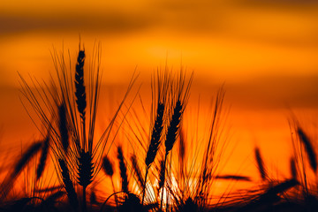 Silhouette of cereal crop ears in sunset