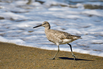 Willet