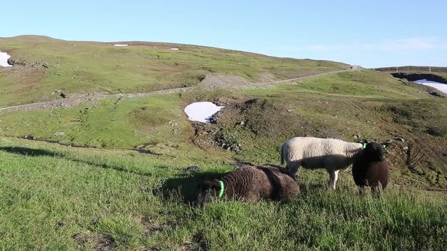 Sheep have spring feelings