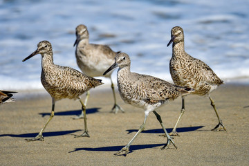Willet