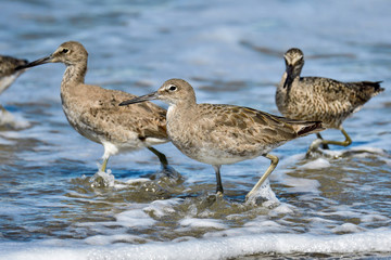 Willet