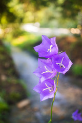 Purple bell wild flower or campanula carpatica in the Carpathian forest