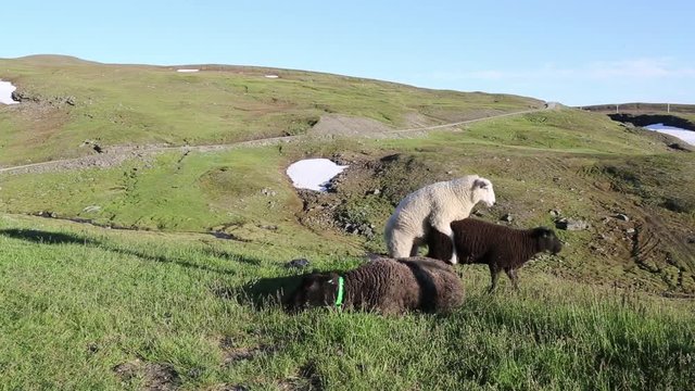 Sheep have spring feelings