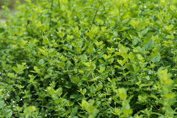 一面に茂ったレモンバーム