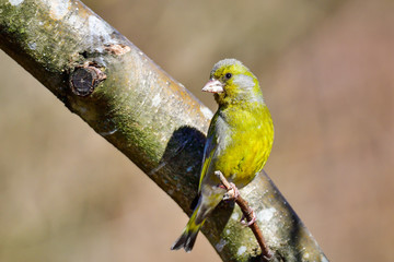 Greenfinch