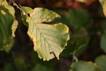 Obraz premium leaves