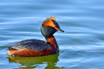 Horned Grebe