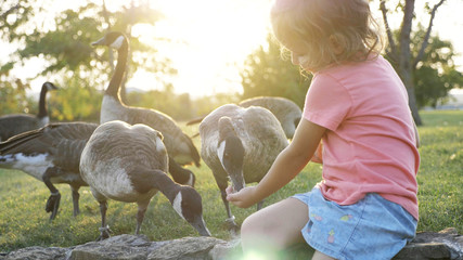 Cute little girl feeding wild geese at green summer meadow © alexeg84