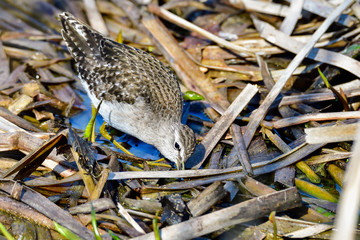 Wood Sandpiper