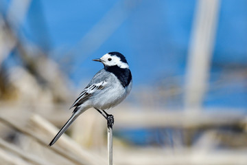 White wagtail