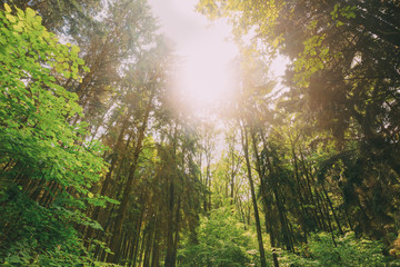 Fototapeta premium Summer Mixed Forest Trees Woods To Canopy. Bottom View Wide Angle