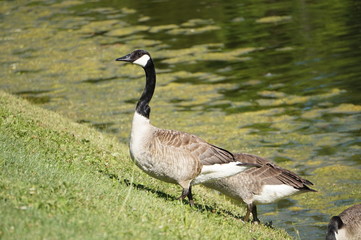 Goose
