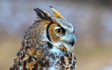 Great Horned Owl Profile