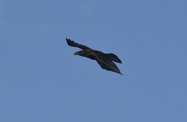 raven in flight
