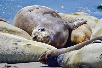 Northern Elephant Seal