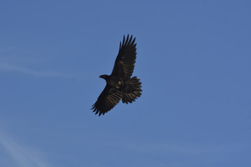 Fototapeta na wymiar raven in flight