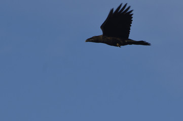 raven in flight