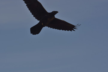 raven in flight