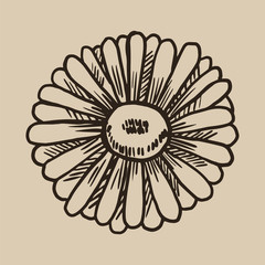 Chamomile engraving. A beautiful and useful flower in the sketch style. Vector illustration