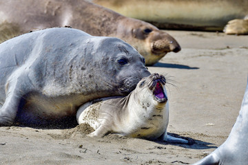 Fototapeta premium Northern Elephant Seal