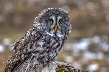 Great Grey Owl Perched