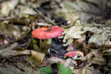 Russula rosea, Russula lepida