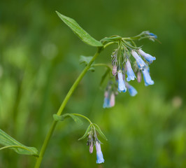 Mountain Bluebells