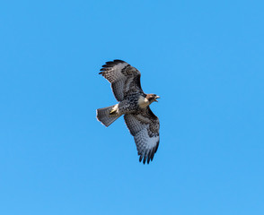 Red Tail hawk 