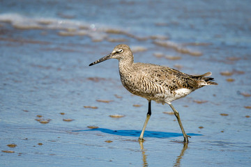 Willet