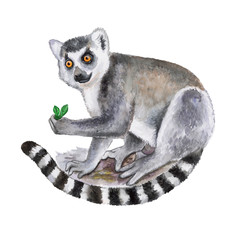 Ring-tailed lemur isolated on white background. Watercolor. Illustration. Template. Image. Picture © Yuliia