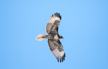 Red tail Hawk