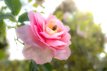 Obraz premium Souvenir de Louis Amade; Shrub Rose, Pink Rose Originally Produced by the Breeder Delbard in France, 1998