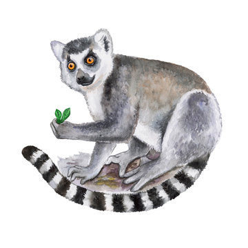 Ring-tailed lemur isolated on white background. Watercolor. Illustration. Template. Image. Picture